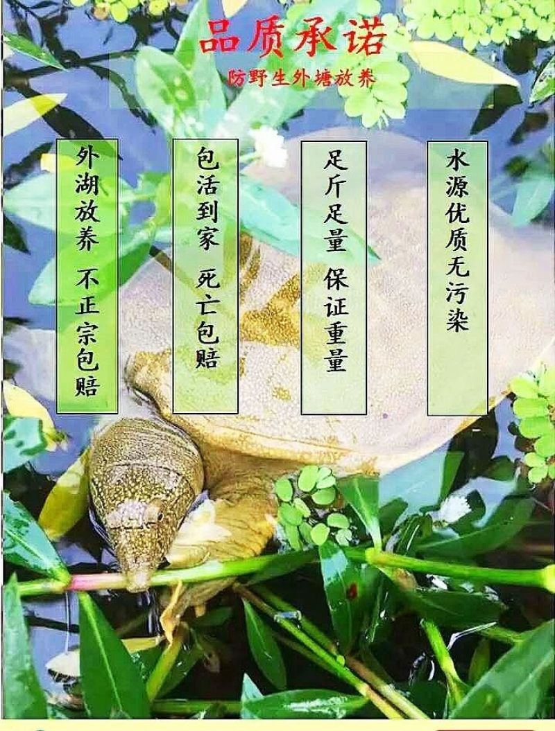 包邮）正宗黄河大甲鱼生态天然放养青黄背稻田散养食用鲜活