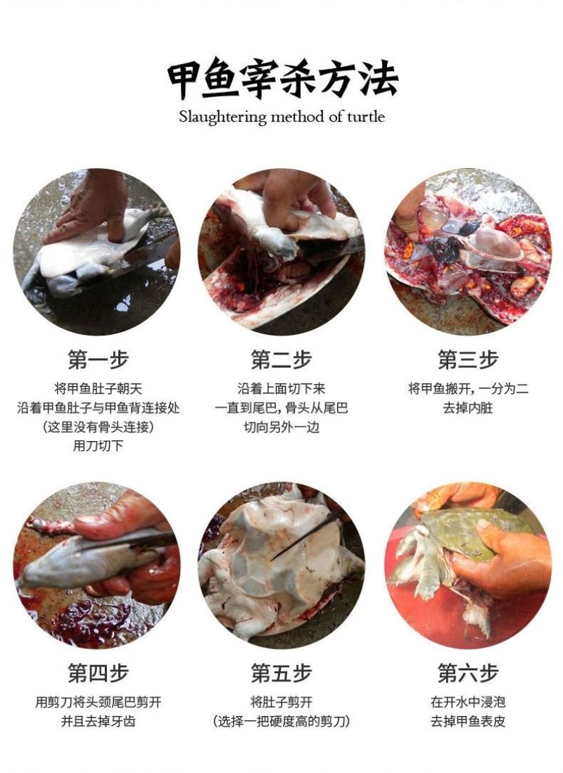包邮）正宗黄河大甲鱼生态天然放养青黄背稻田散养食用鲜活