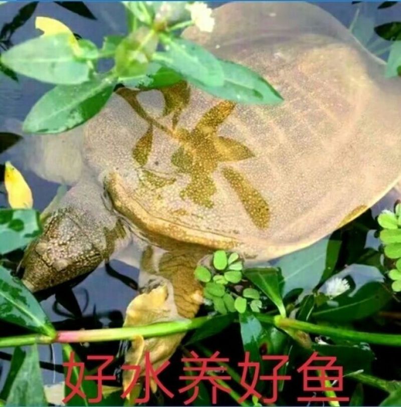 包邮）正宗黄河大甲鱼生态天然放养青黄背稻田散养食用鲜活