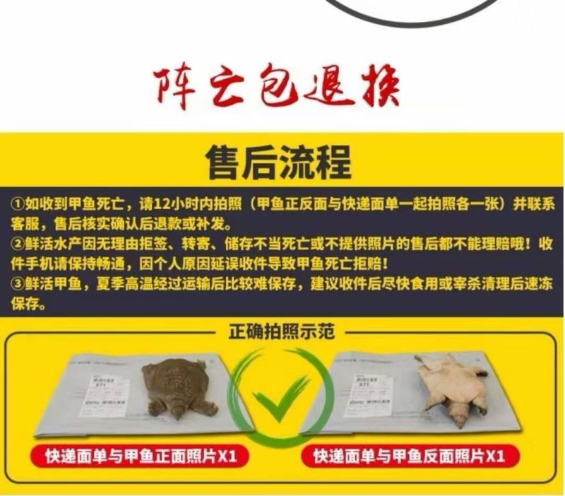 包邮）正宗黄河大甲鱼生态天然放养青黄背稻田散养食用鲜活