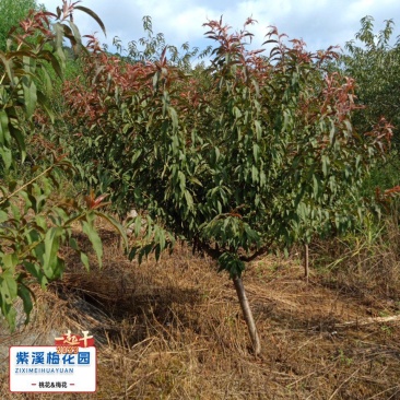 红叶碧桃