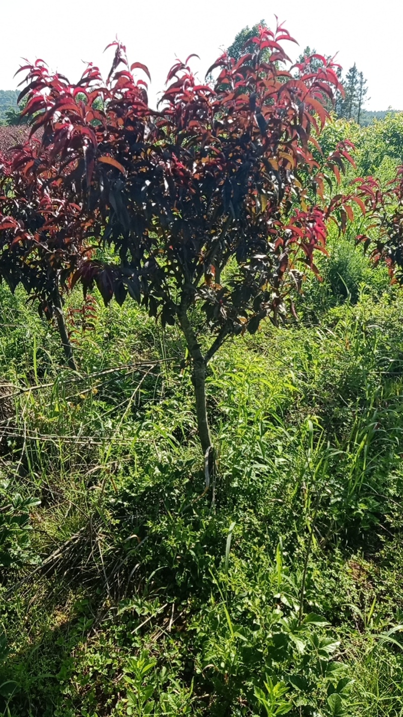 红叶碧桃