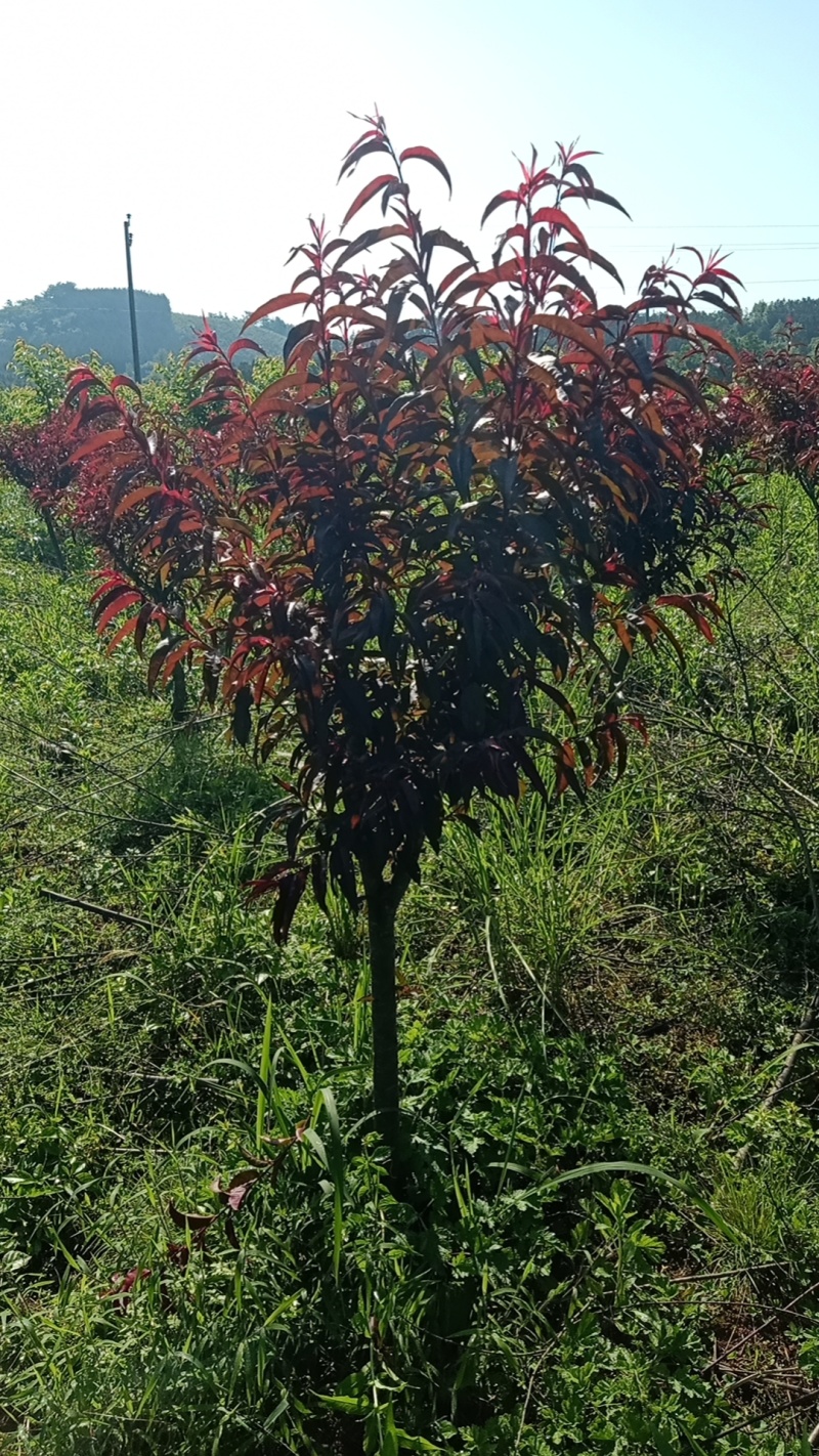 红叶碧桃