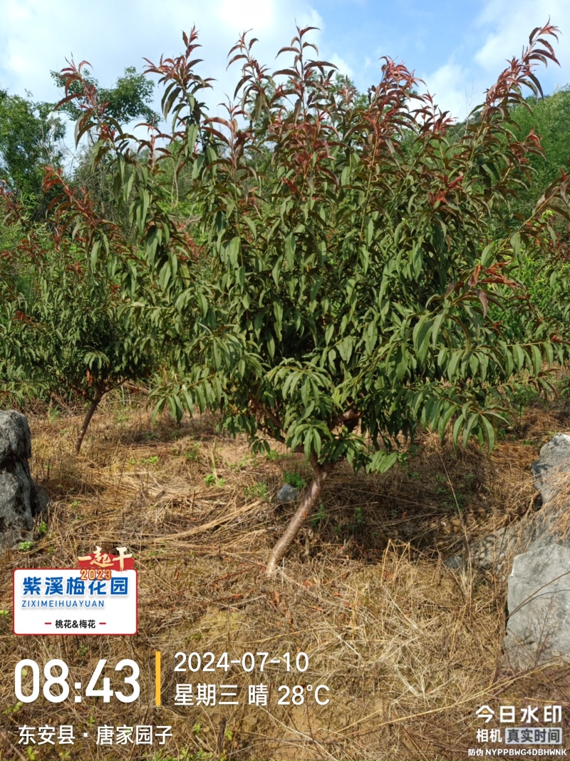 红叶碧桃