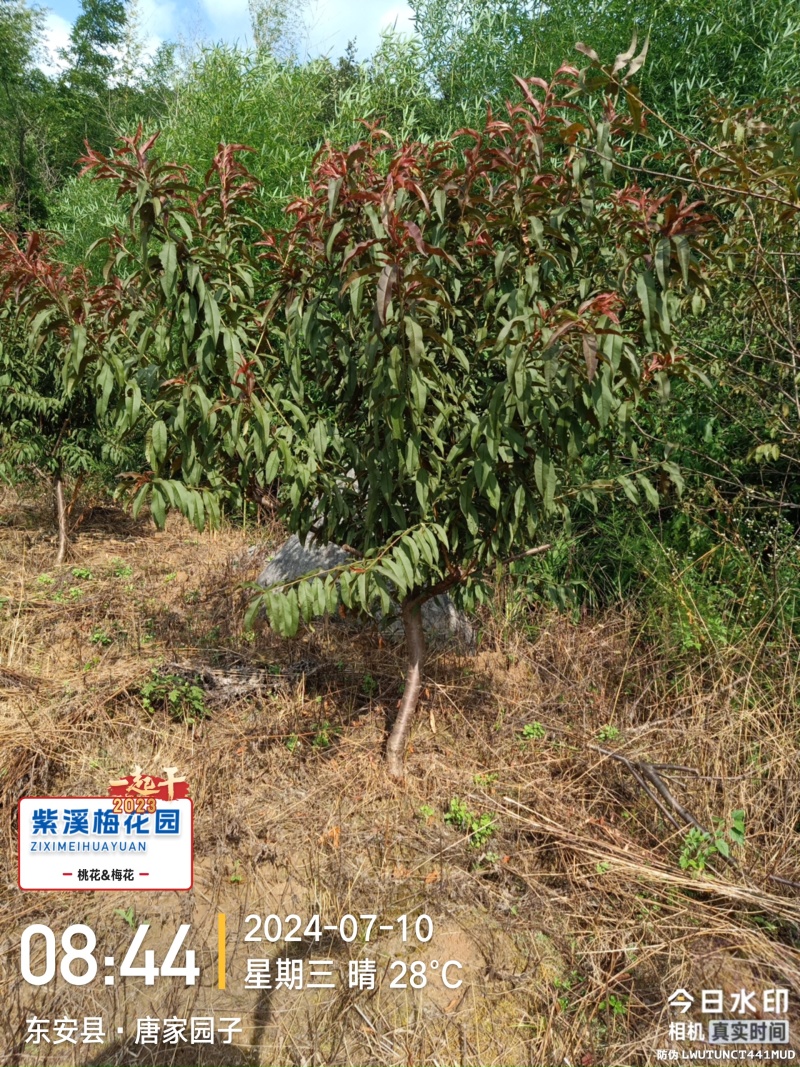 红叶碧桃