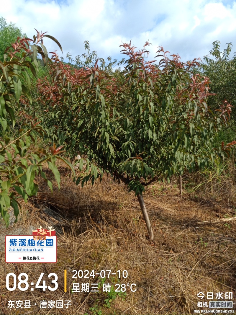 红叶碧桃