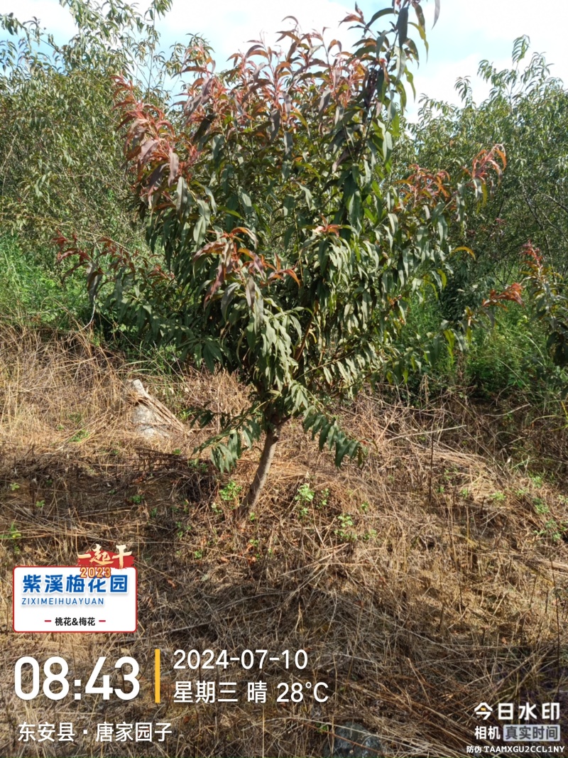 红叶碧桃