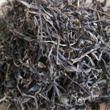 古树芽孢