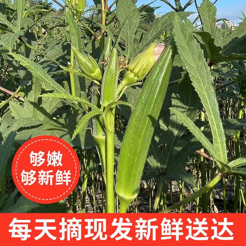 (农场现摘现卖)秋葵新鲜蔬菜鲜嫩当季秋葵批发羊角豆1斤5