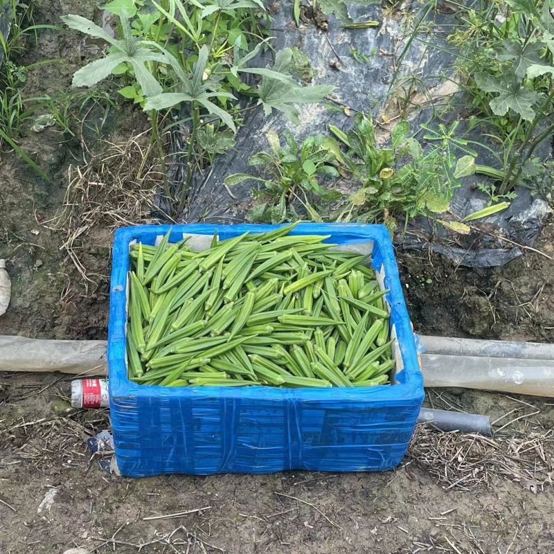 (农场现摘现卖)秋葵新鲜蔬菜鲜嫩当季秋葵批发羊角豆1斤5