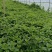 云南邹叶薄荷留兰香型可食用，一年四季全天供货。。。。。。