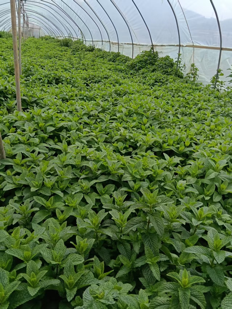 云南邹叶薄荷留兰香型可食用，一年四季全天供货。。。。。。