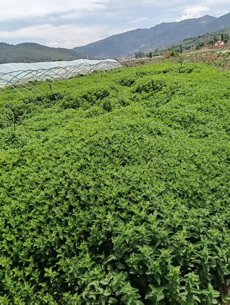 云南邹叶薄荷留兰香型可食用，一年四季全天供货。。。。。。