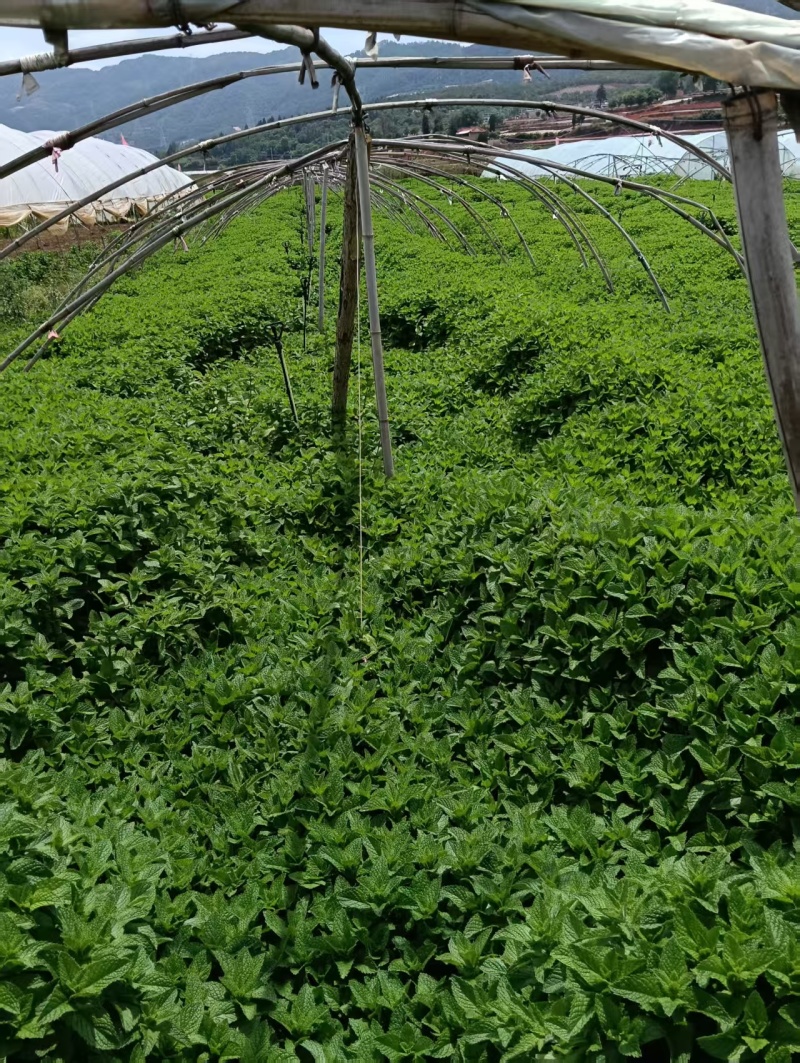 云南邹叶薄荷留兰香型可食用，一年四季全天供货。。。。。。