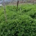 云南邹叶薄荷留兰香型可食用，一年四季全天供货。。。。。。