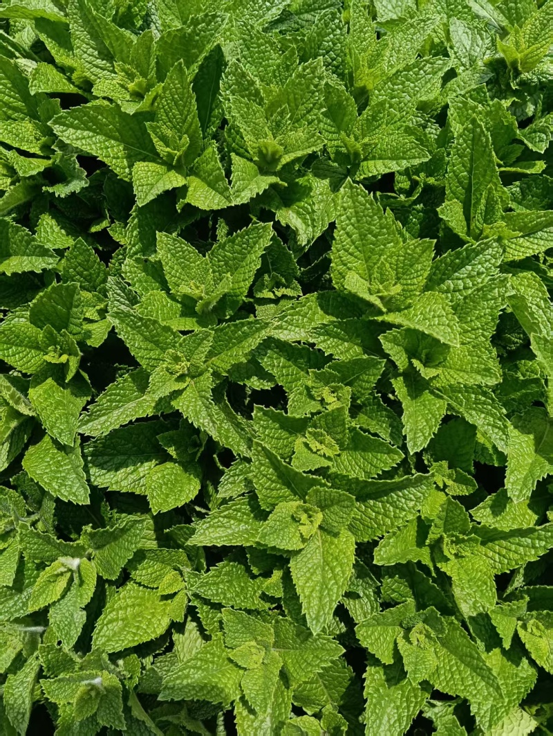 云南邹叶薄荷留兰香型可食用，一年四季全天供货。。。。。。