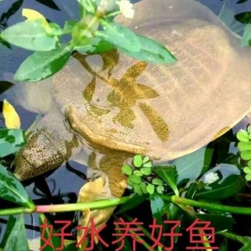 包邮）正宗青黄背大甲鱼生态天然放养青黄背稻田散养食用鲜活