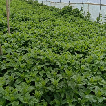 云南邹叶留兰香型薄荷可食用薄荷全年供应。。。。。。。。。