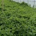 云南邹叶留兰香型薄荷可食用薄荷全年供应。。。。。。。。。