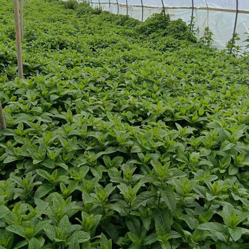 云南邹叶留兰香型薄荷可食用薄荷全年供应。。。。。。。。。
