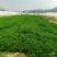 云南邹叶留兰香型薄荷可食用薄荷全年供应。。。。。。。。。