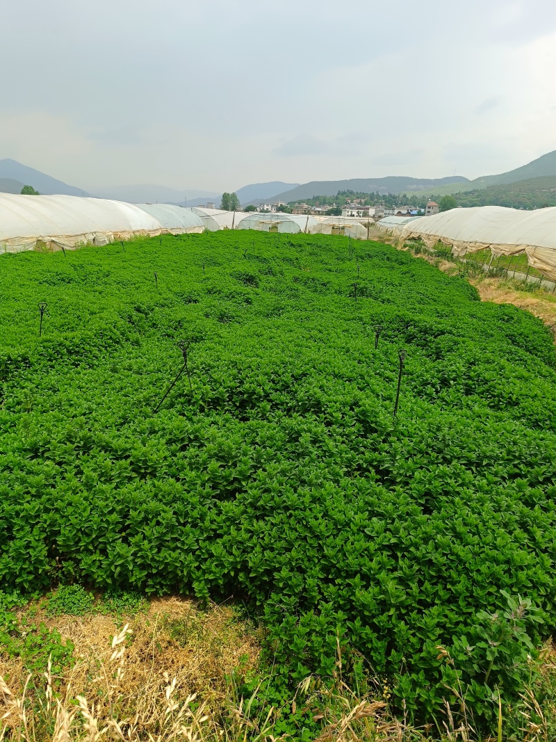 云南邹叶留兰香型薄荷可食用薄荷全年供应。。。。。。。。。