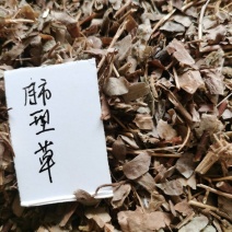 肺形草