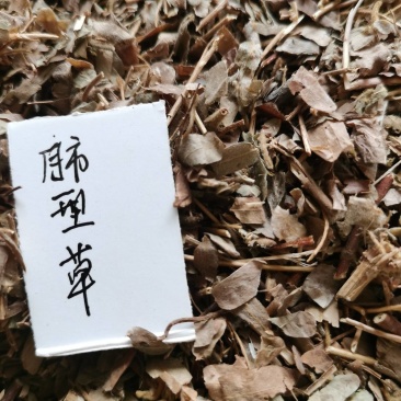 肺形草