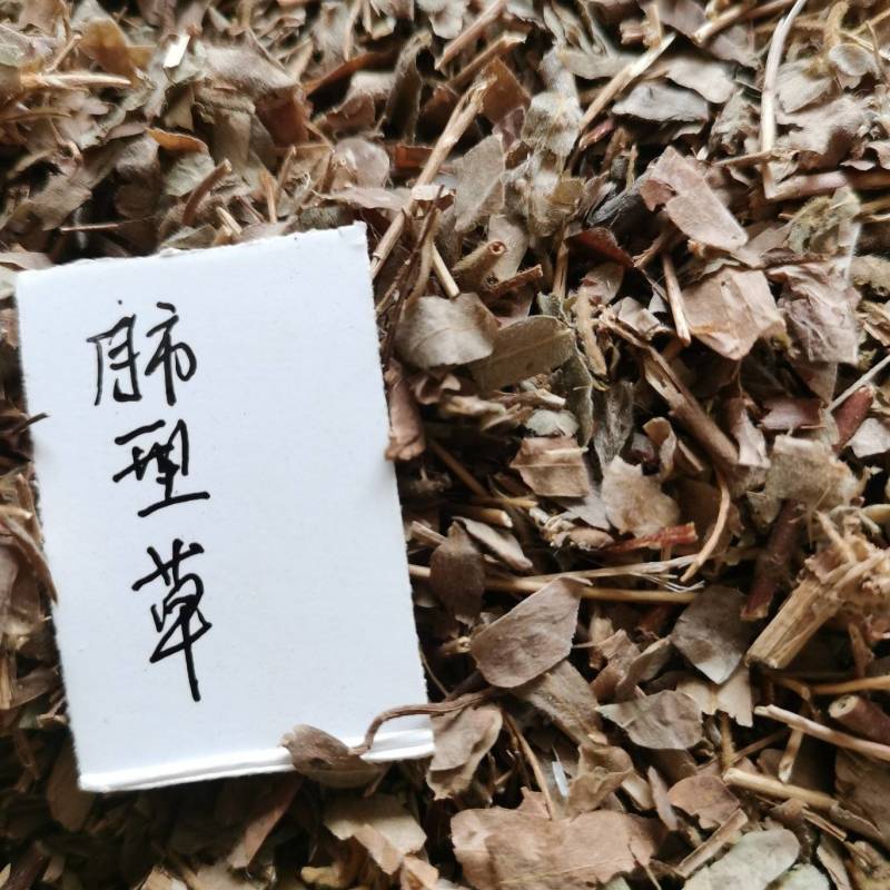 肺形草