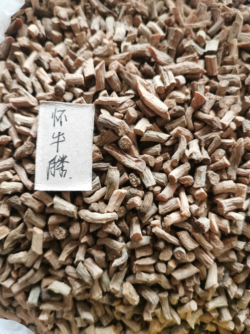 怀牛膝