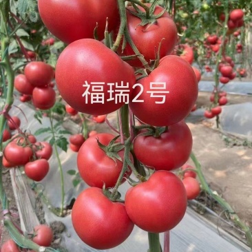 福瑞二号专业越夏高抗TY病毒抗死棵抗灰叶斑硬粉西红柿苗
