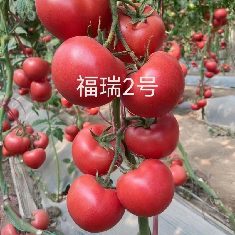 福瑞二号专业越夏高抗TY病毒抗死棵抗灰叶斑硬粉西红柿苗