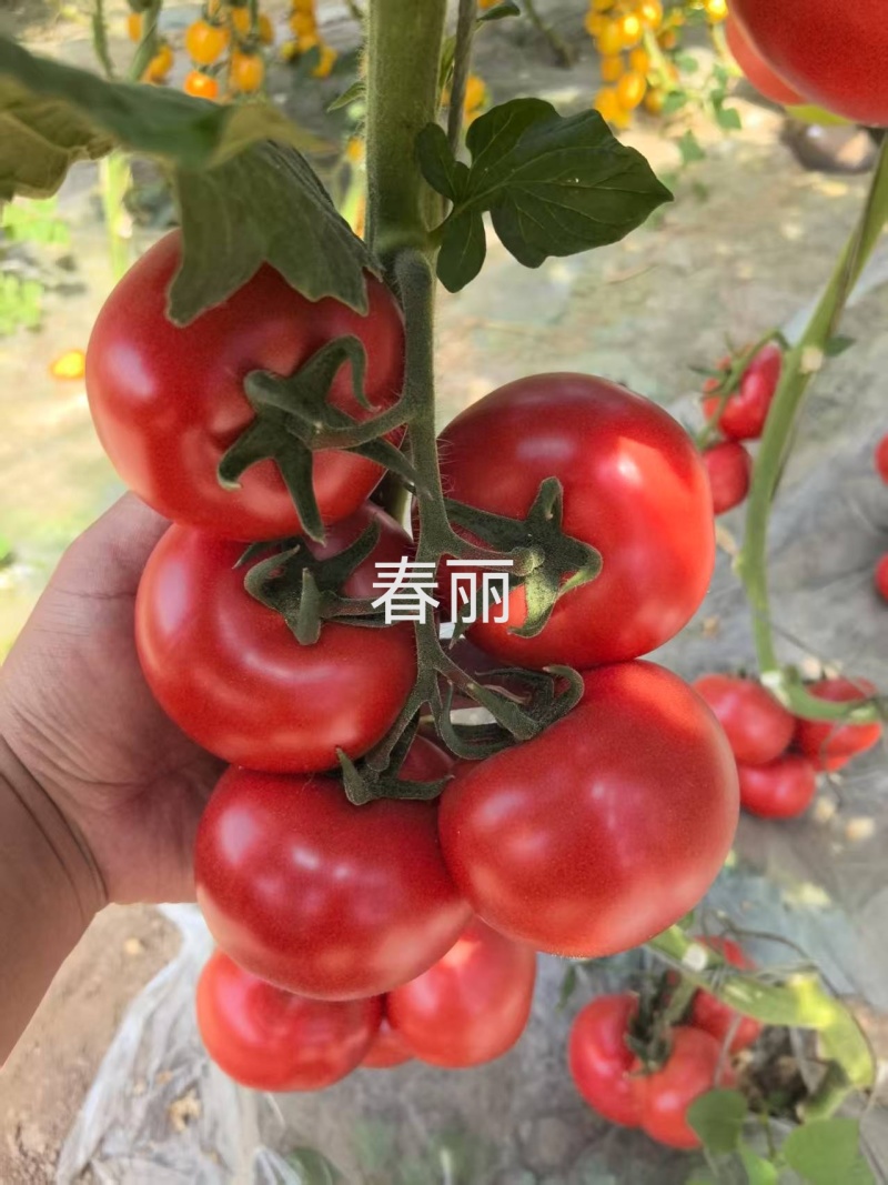 福瑞二号专业越夏高抗TY病毒抗死棵抗灰叶斑硬粉西红柿苗