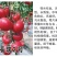 福瑞二号专业越夏高抗TY病毒抗死棵抗灰叶斑硬粉西红柿苗