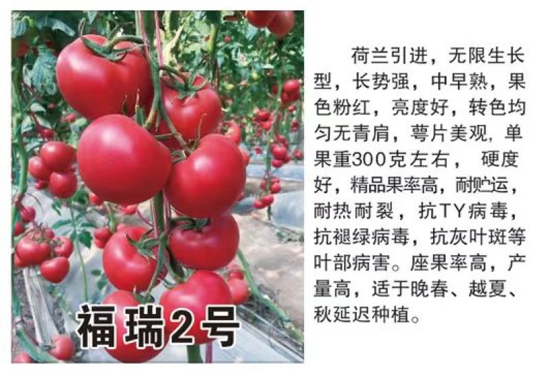 福瑞二号专业越夏高抗TY病毒抗死棵抗灰叶斑硬粉西红柿苗
