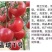 福瑞二号专业越夏高抗TY病毒抗死棵抗灰叶斑硬粉西红柿苗