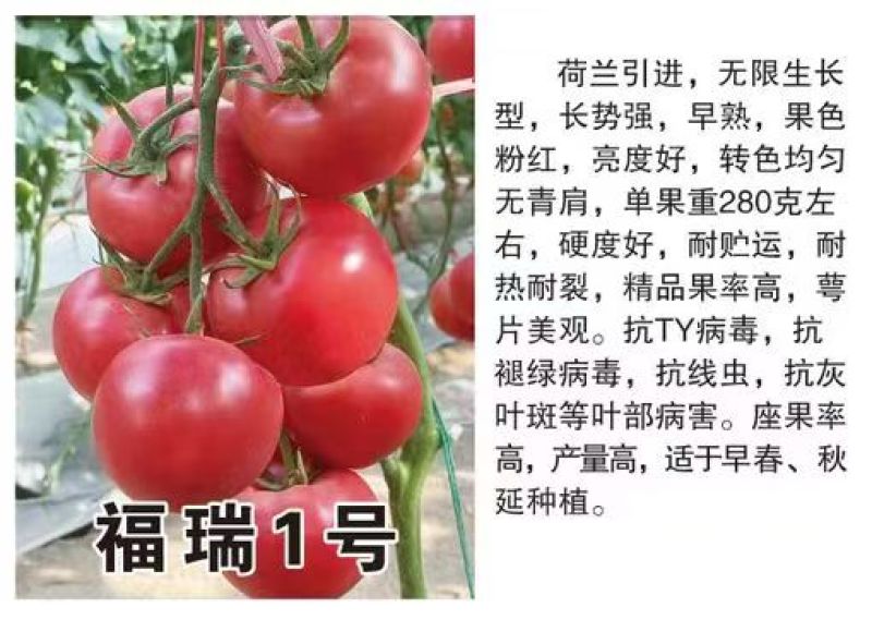 福瑞二号专业越夏高抗TY病毒抗死棵抗灰叶斑硬粉西红柿苗