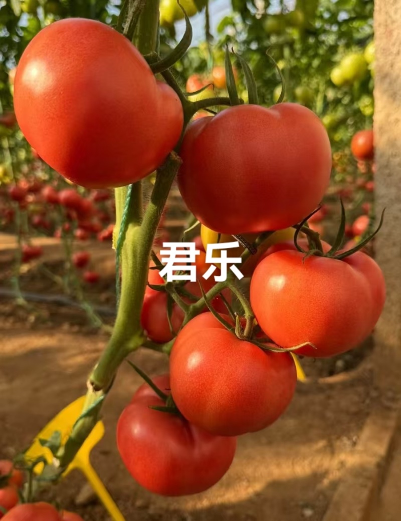 福瑞二号专业越夏高抗TY病毒抗死棵抗灰叶斑硬粉西红柿苗