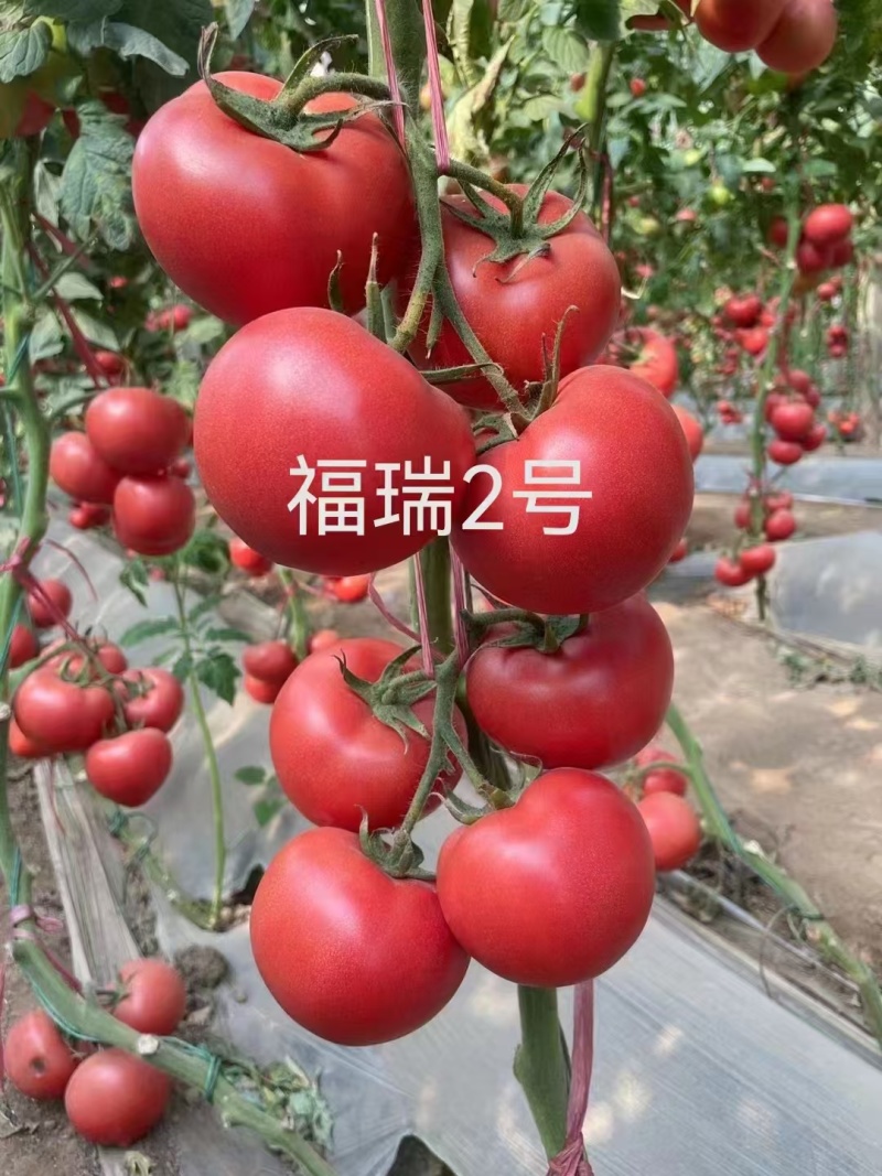福瑞二号专业越夏高抗TY病毒抗死棵抗灰叶斑硬粉西红柿苗