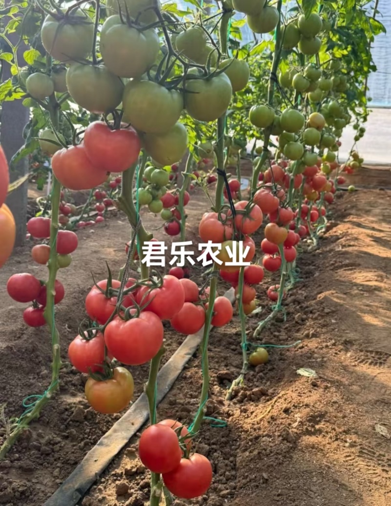 福瑞二号专业越夏高抗TY病毒抗死棵抗灰叶斑硬粉西红柿苗