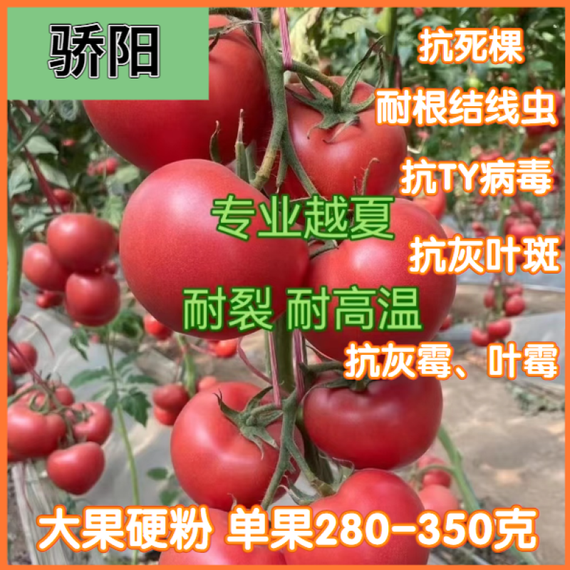 福瑞二号专业越夏高抗TY病毒抗死棵抗灰叶斑硬粉西红柿苗