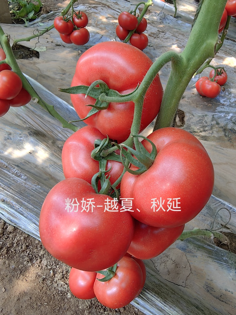 福瑞二号专业越夏高抗TY病毒抗死棵抗灰叶斑硬粉西红柿苗