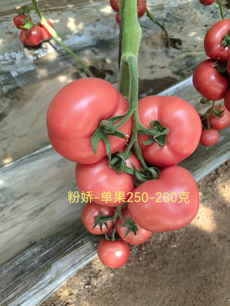 福瑞二号专业越夏高抗TY病毒抗死棵抗灰叶斑硬粉西红柿苗