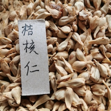 桔核仁