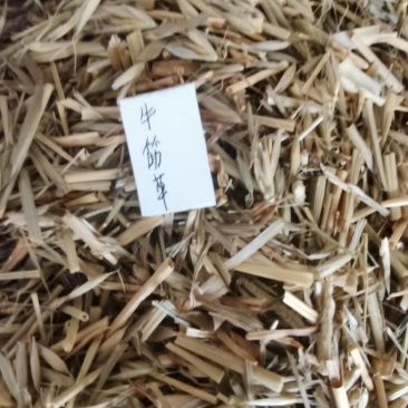 牛筋草
