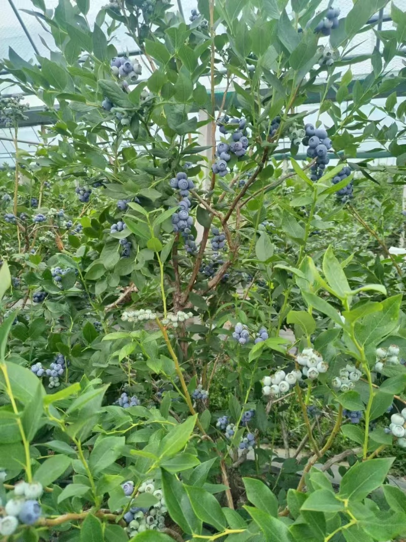 新鲜头茬蓝莓大串果