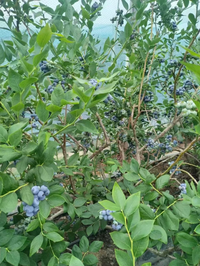 新鲜头茬蓝莓大串果