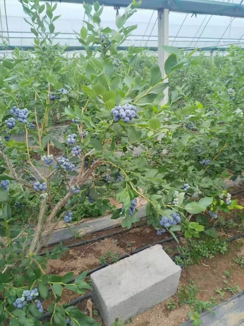 新鲜头茬蓝莓大串果