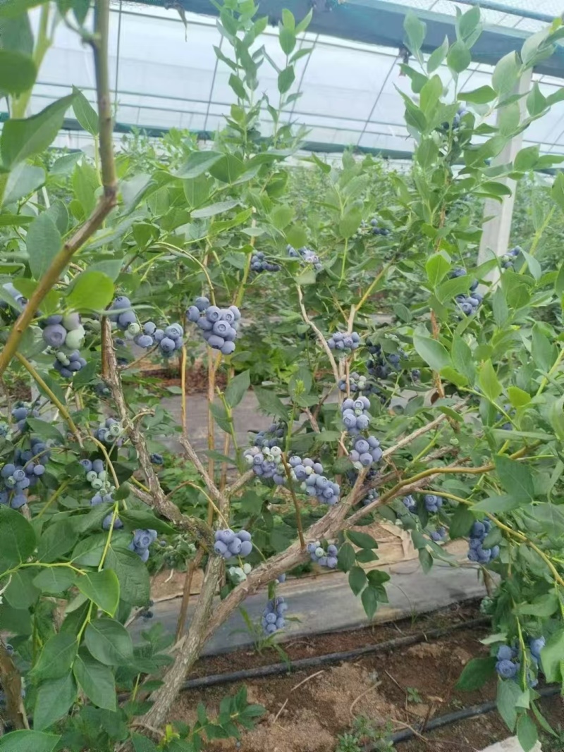 新鲜头茬蓝莓大串果