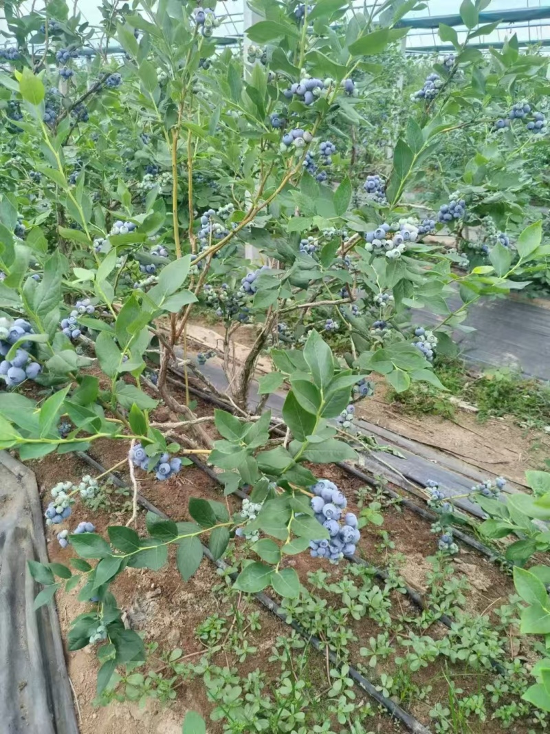 新鲜头茬蓝莓大串果